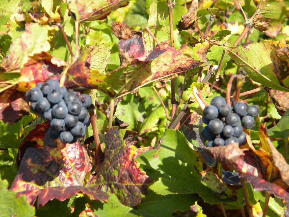 Appartamento Le Jardin Des Chanceliers Beaune  Esterno foto